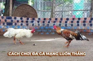 Bí Kíp Chơi Đá Gà Sabong Tại SunWin Để Trở Thành Cao Thủ Săn Thưởng