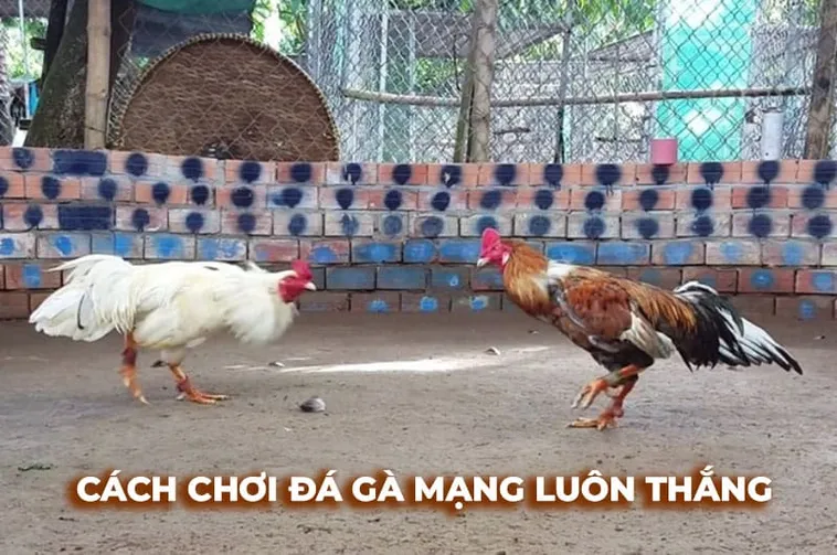 Bí Kíp Chơi Đá Gà Sabong Tại SunWin Để Trở Thành Cao Thủ Săn Thưởng